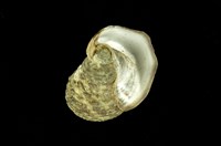 藏品(草蓆鐘螺)的圖片